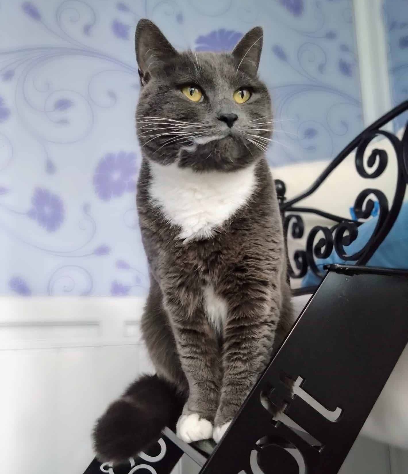 Longcroft Luxury Cat Hotel Liphook | Hampshire, Liphook