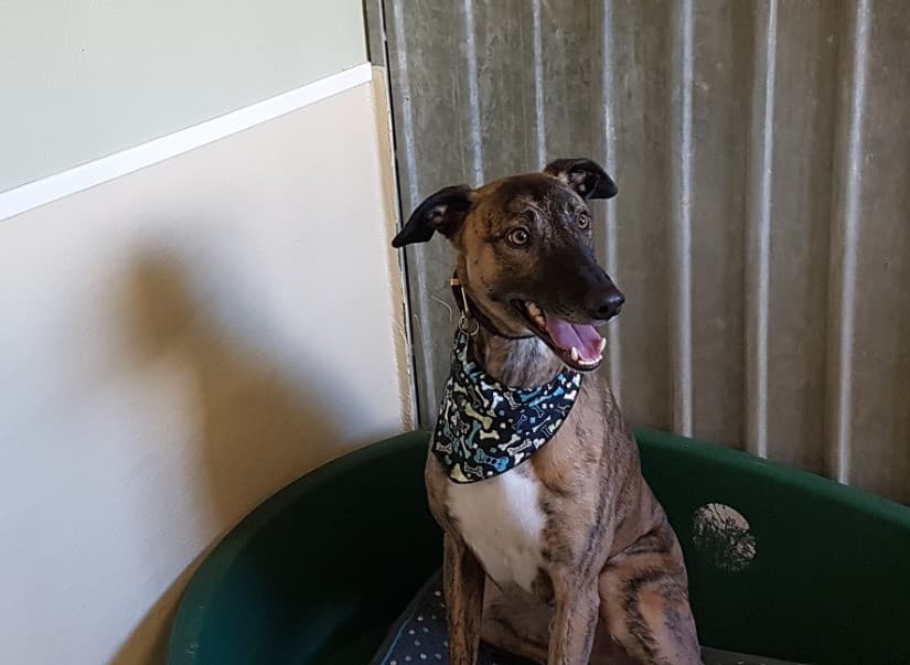 Rowes Pet Hotel, Saint Dennis