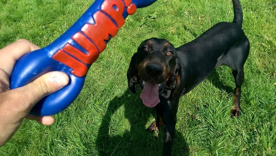 Summer Hill Pet Hotel & Spa, Nantwich