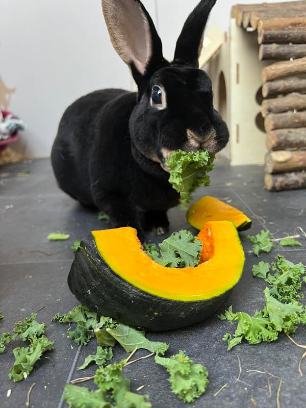 Langney Lodge Rabbit & Guinea Pig Hotel, Pevensey