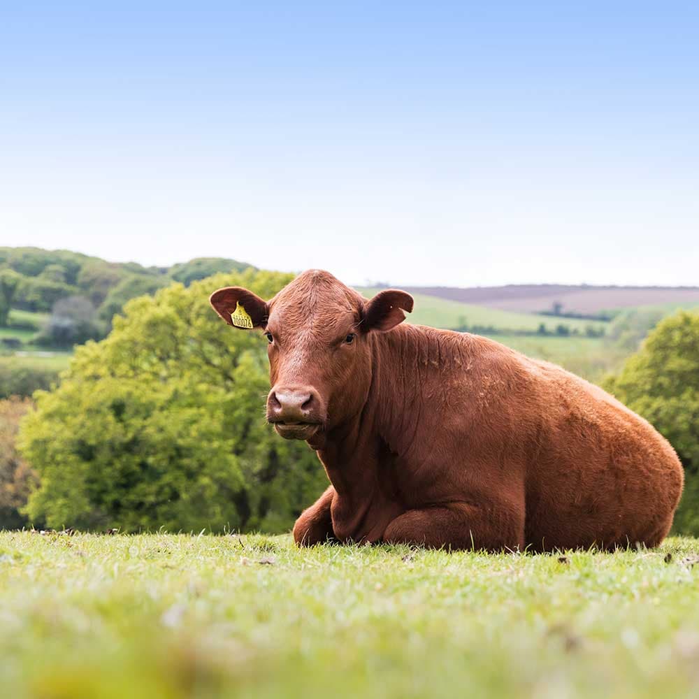Poltarrow Farm Holidays, St Austell