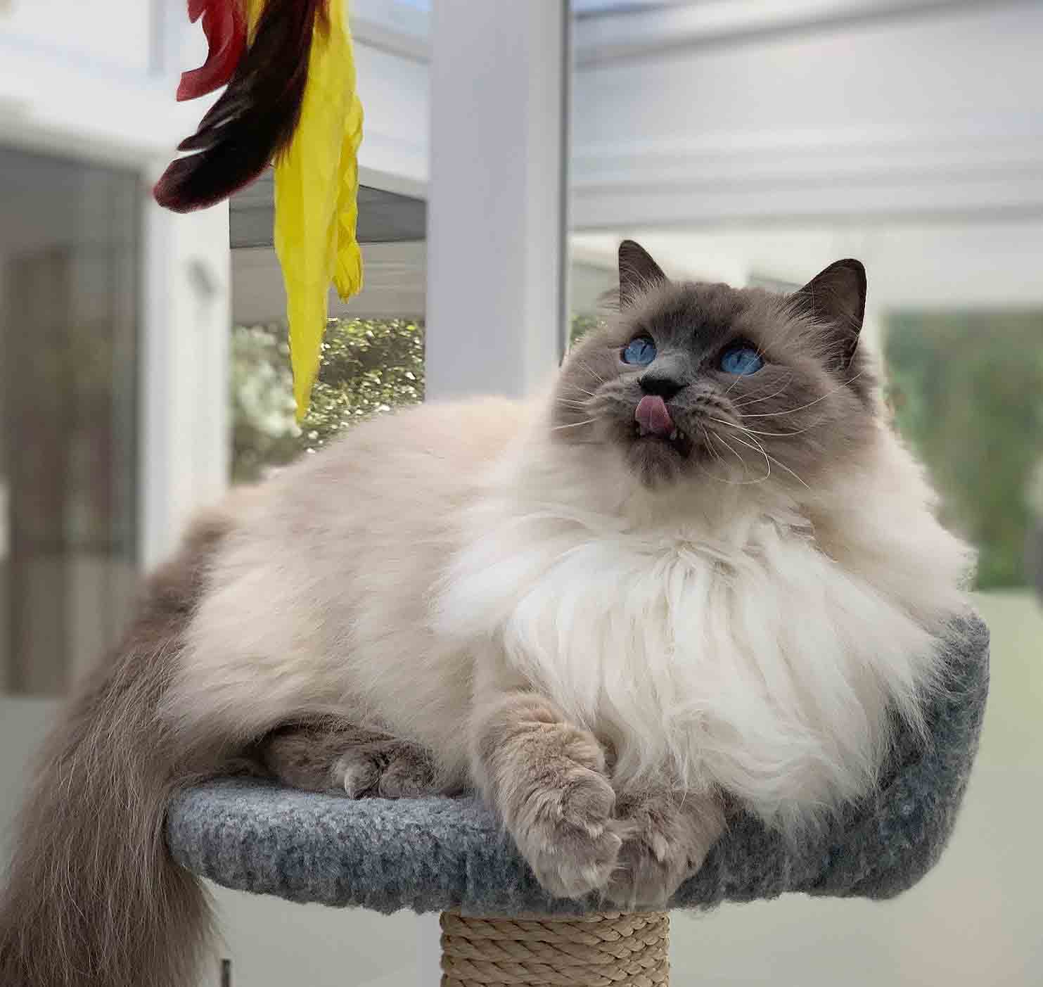 Longcroft Luxury Cat Hotel Walkern, Walkern